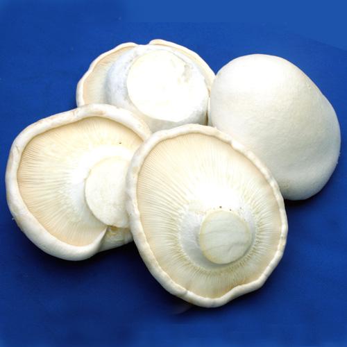 食用菌 (18).jpg