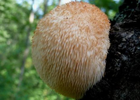 src=http---baike.3e-farm.com-uploads-201709-1505733149laqO2CkU.jpg&refer=http---baike.3e-farm.jpg